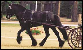 Carriage Harness