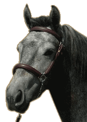 Raised Show Halter